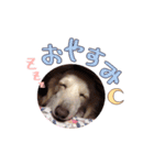 ミント＆きなこ＆くらら（個別スタンプ：8）