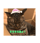 めいちゃんのスタンプ①（個別スタンプ：1）