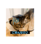 めいちゃんのスタンプ①（個別スタンプ：7）
