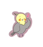 おかめちゃん(オカメインコ)（個別スタンプ：1）