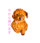 トイプードル(ララ)（個別スタンプ：2）