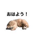 しゅくらのスタンプ（個別スタンプ：8）