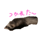 フェレットsan（個別スタンプ：2）