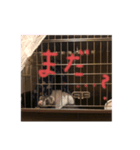 フェレットsan（個別スタンプ：7）