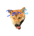 アイリスだにょ。（個別スタンプ：1）