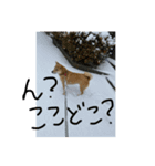 アイリスだにょ。（個別スタンプ：8）