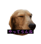 マメキラだっぺ兄妹（個別スタンプ：8）