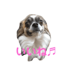 犬、ブン太とさくら（個別スタンプ：1）