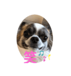 犬、ブン太とさくら（個別スタンプ：2）