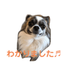 犬、ブン太とさくら（個別スタンプ：3）