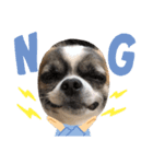 犬、ブン太とさくら（個別スタンプ：4）