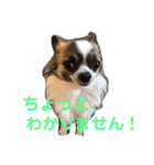 犬、ブン太とさくら（個別スタンプ：5）