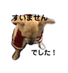 犬、ブン太とさくら（個別スタンプ：6）
