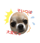 犬、ブン太とさくら（個別スタンプ：7）