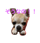 犬、ブン太とさくら（個別スタンプ：8）