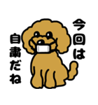 マスクde日常(トイプードル)（個別スタンプ：3）