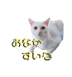 うちんちのネコ様（個別スタンプ：3）