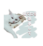 うちんちのネコ様（個別スタンプ：4）