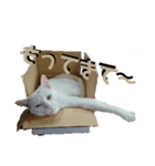 うちんちのネコ様（個別スタンプ：6）
