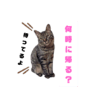 キジトラの日常使い（個別スタンプ：4）