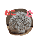 ハリネズミしおちゃんスタンプ（個別スタンプ：2）