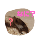 ハリネズミしおちゃんスタンプ（個別スタンプ：3）