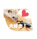 ハリネズミしおちゃんスタンプ（個別スタンプ：5）