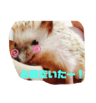 ハリネズミしおちゃんスタンプ（個別スタンプ：6）