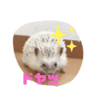 ハリネズミしおちゃんスタンプ（個別スタンプ：7）