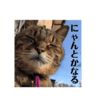 りゅうとその仲間たち（個別スタンプ：1）