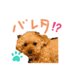 トイプードルのささみちゃん（個別スタンプ：1）