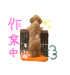 トイプードルのささみちゃん（個別スタンプ：4）