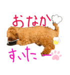 トイプードルのささみちゃん（個別スタンプ：7）