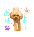 トイプードルのささみちゃん（個別スタンプ：8）