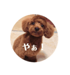 トイプードルチョコ君専用スタンプ♡（個別スタンプ：3）