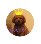 トイプードルチョコ君専用スタンプ♡（個別スタンプ：7）