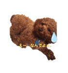 トイプードルチョコ君専用スタンプ♡（個別スタンプ：8）