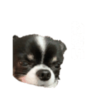 すかいくん 1（個別スタンプ：2）