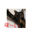 momo vol,2（個別スタンプ：1）
