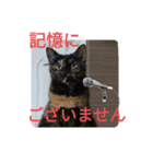 momo vol,2（個別スタンプ：4）