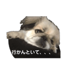 びびまる日記（個別スタンプ：3）