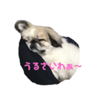 びびまる日記（個別スタンプ：5）