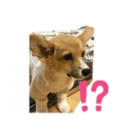 我が家のえびす（個別スタンプ：1）