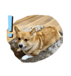 我が家のえびす（個別スタンプ：2）