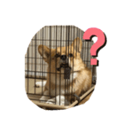 我が家のえびす（個別スタンプ：7）