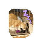 我が家のえびす（個別スタンプ：8）