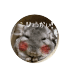 チンチラのミュウ（個別スタンプ：4）