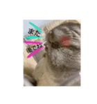 チンチラのミュウ（個別スタンプ：7）