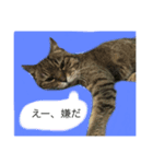 ミィヤさん（個別スタンプ：2）