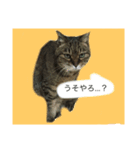 ミィヤさん（個別スタンプ：4）